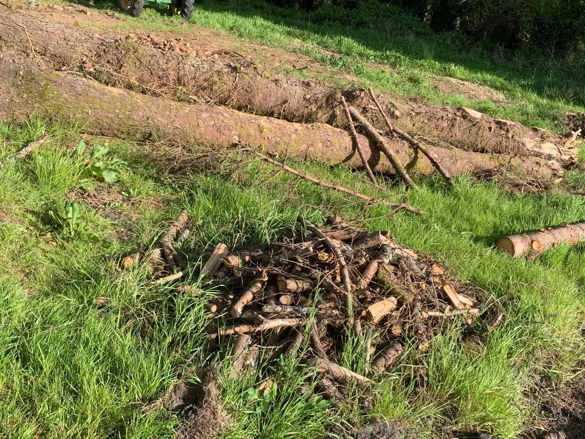 Trees - Image 4