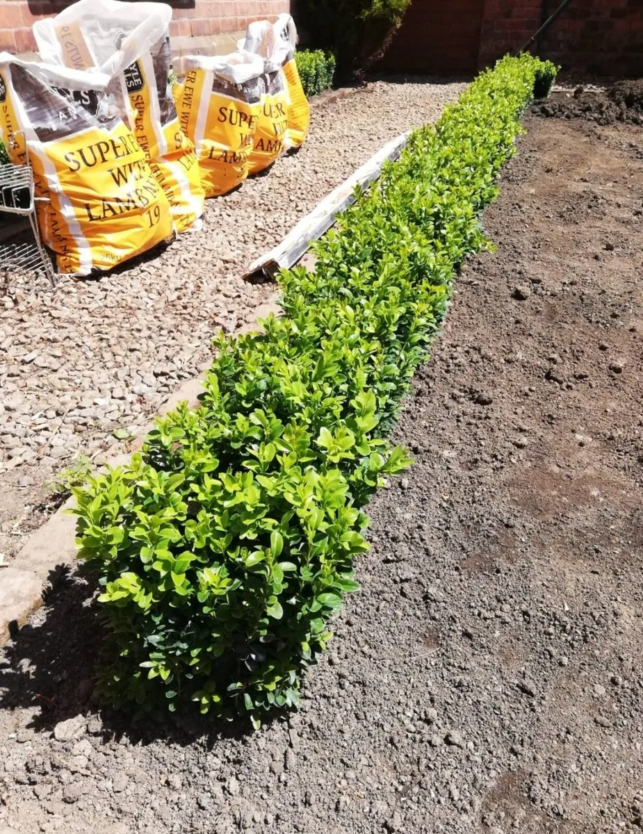 Box Hedging - Image 1