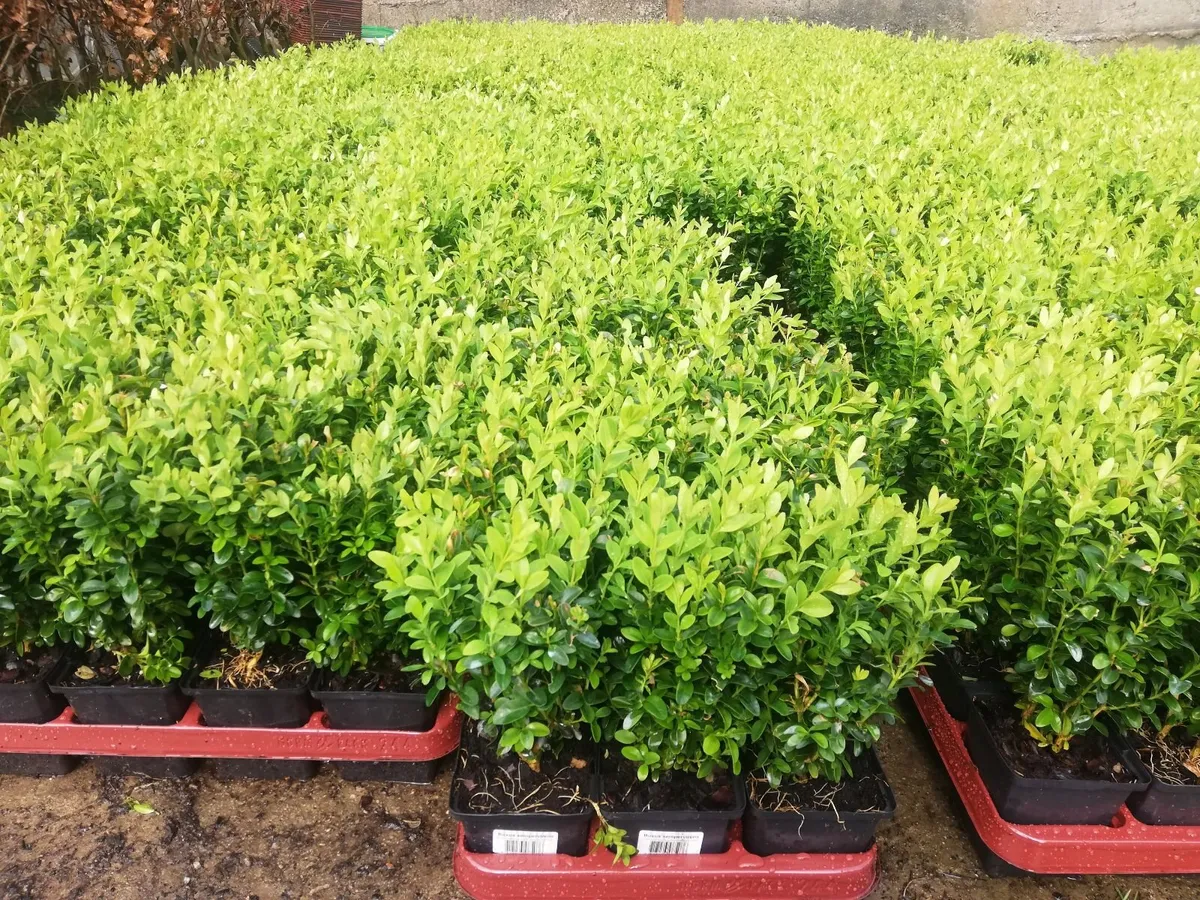 Box Hedging - Image 2
