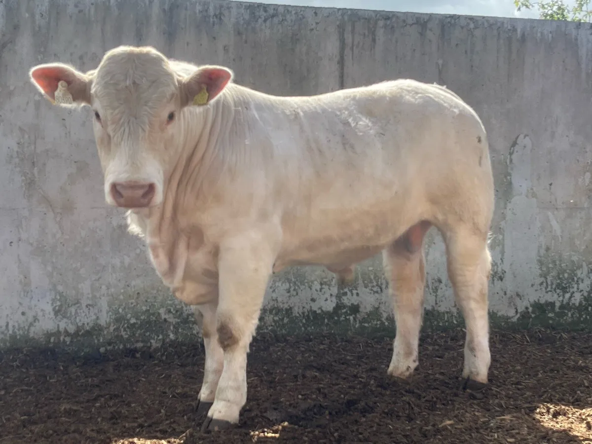Pedigree Charolais bull - Image 3