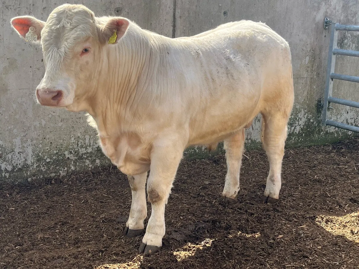 Pedigree Charolais bull - Image 4