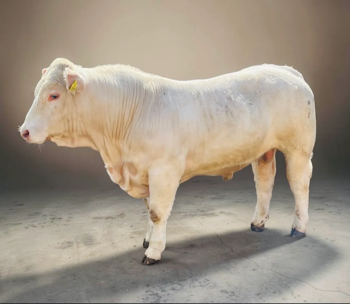 Pedigree Charolais bull - Image 1