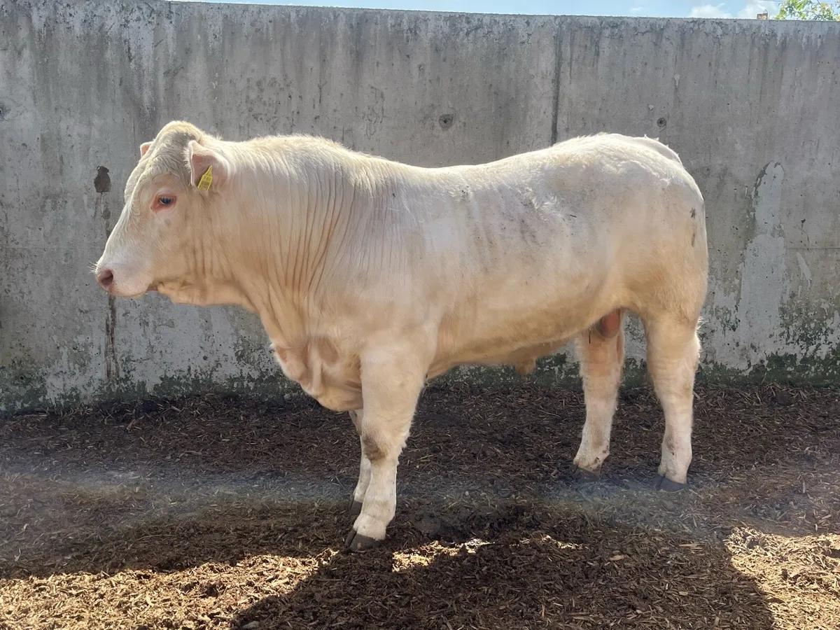 Pedigree Charolais bull - Image 2