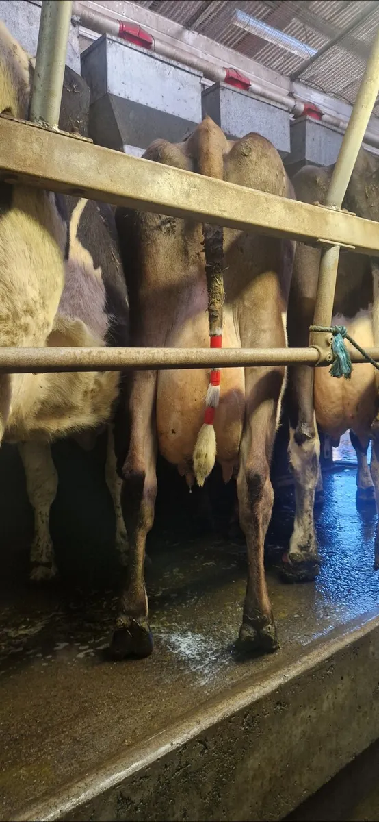 High cell count cow - Image 1