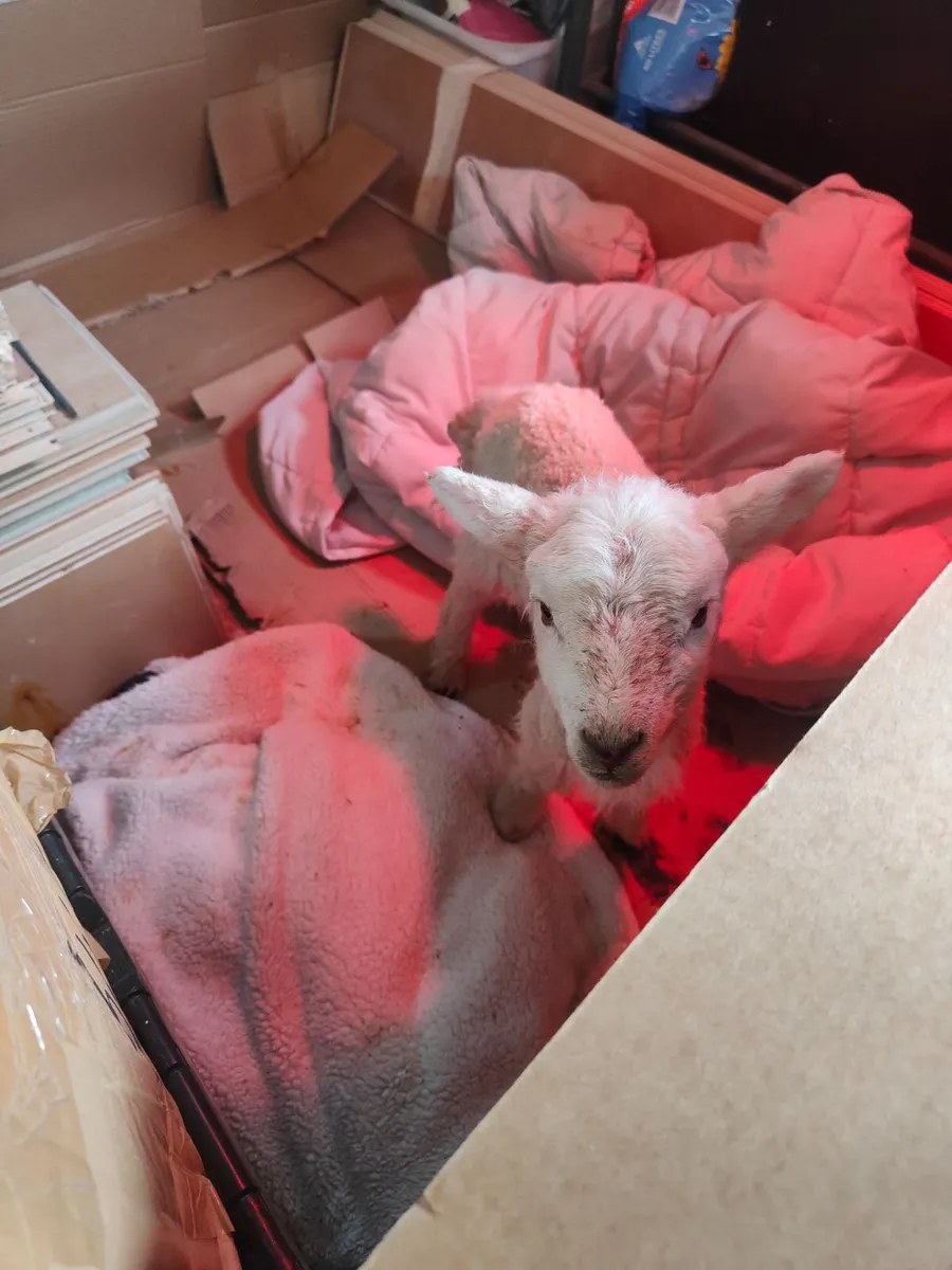 1 week old lamb available