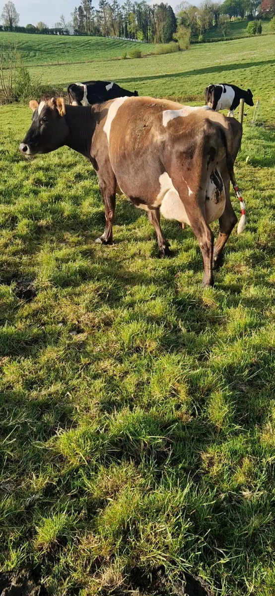 High cell count cow - Image 2