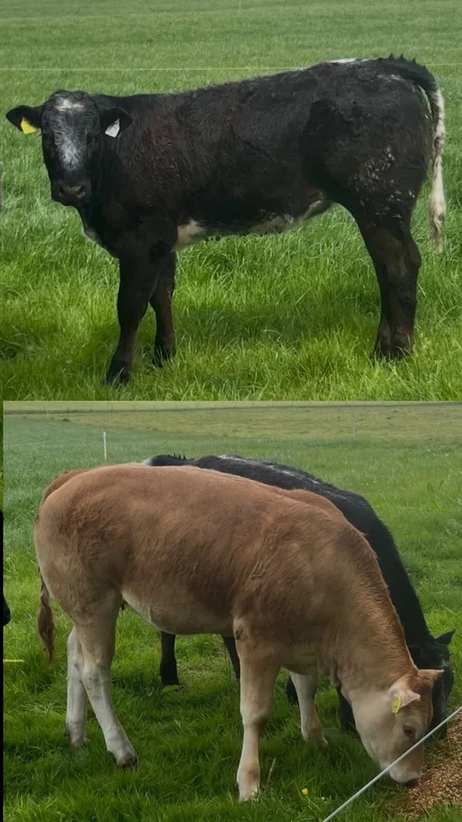 Heifers