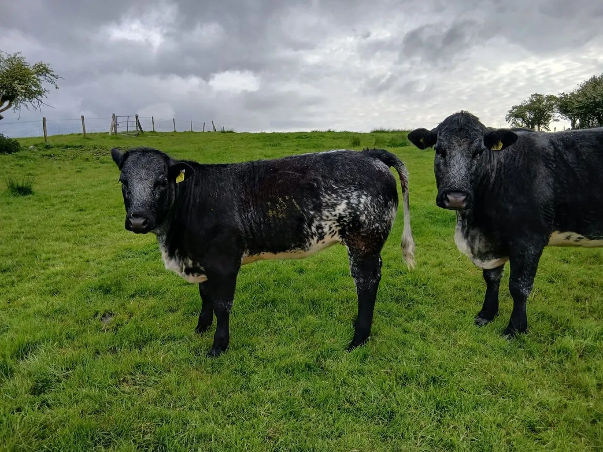 BB weanling heifer - Image 4