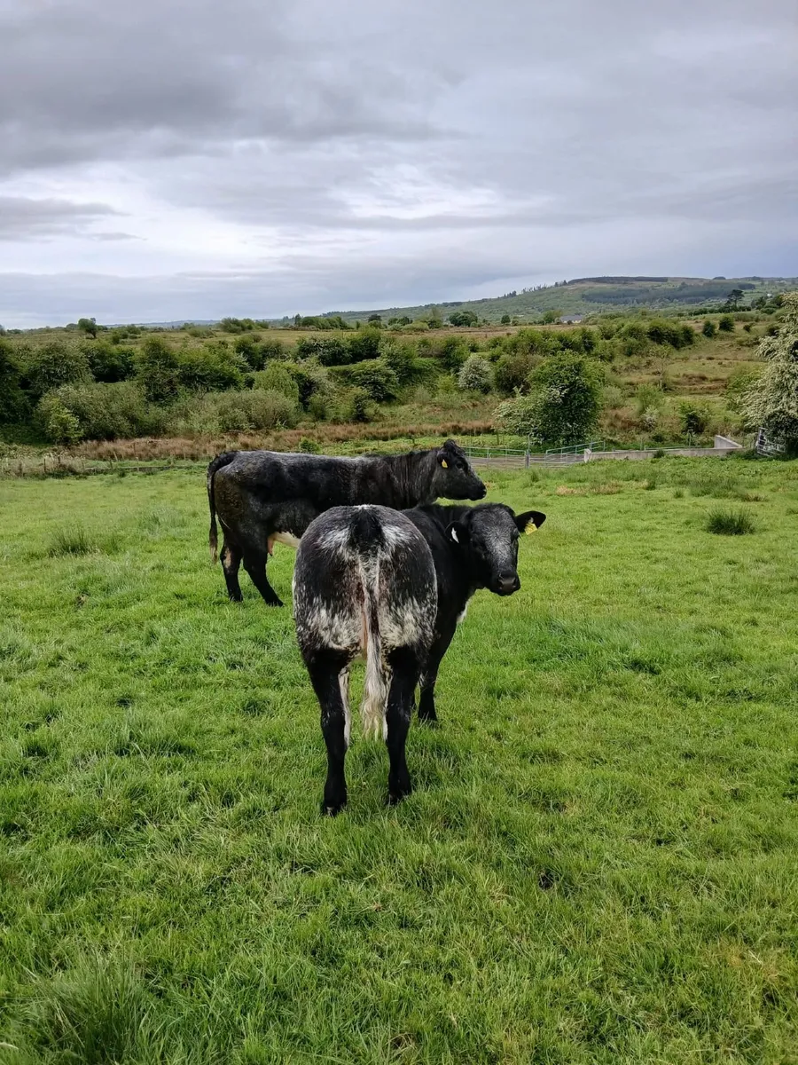 BB weanling heifer - Image 3