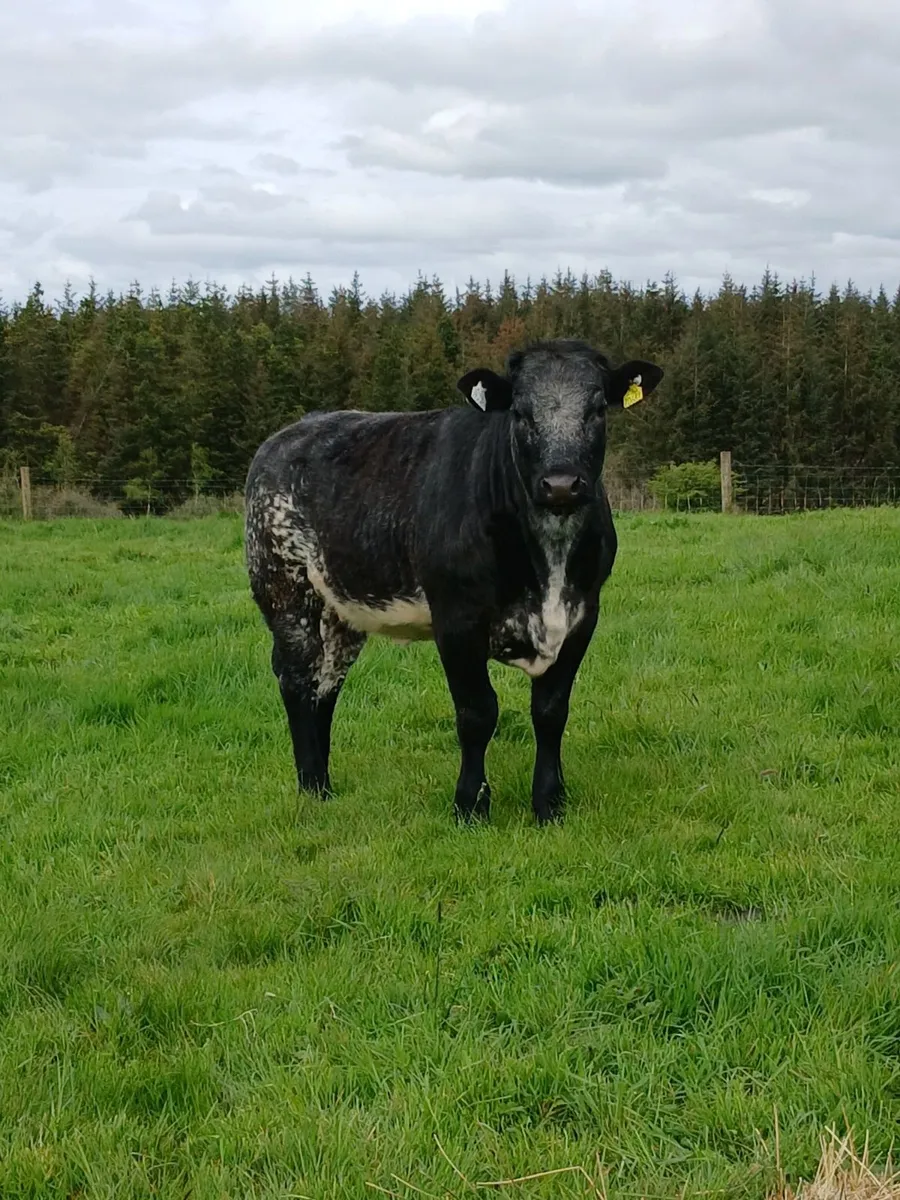 BB weanling heifer - Image 1