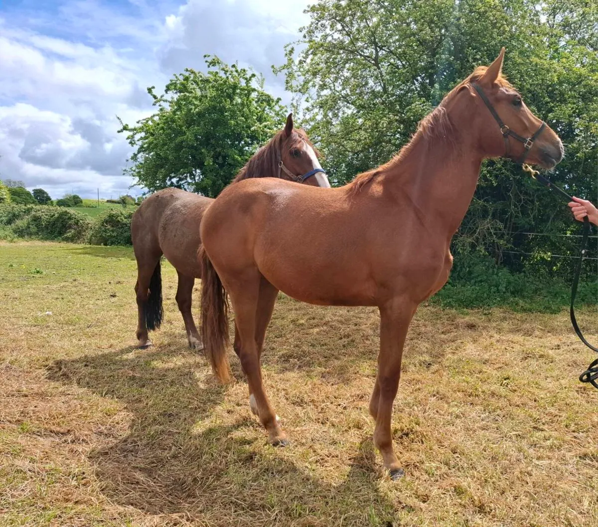 Sports horse - Image 2