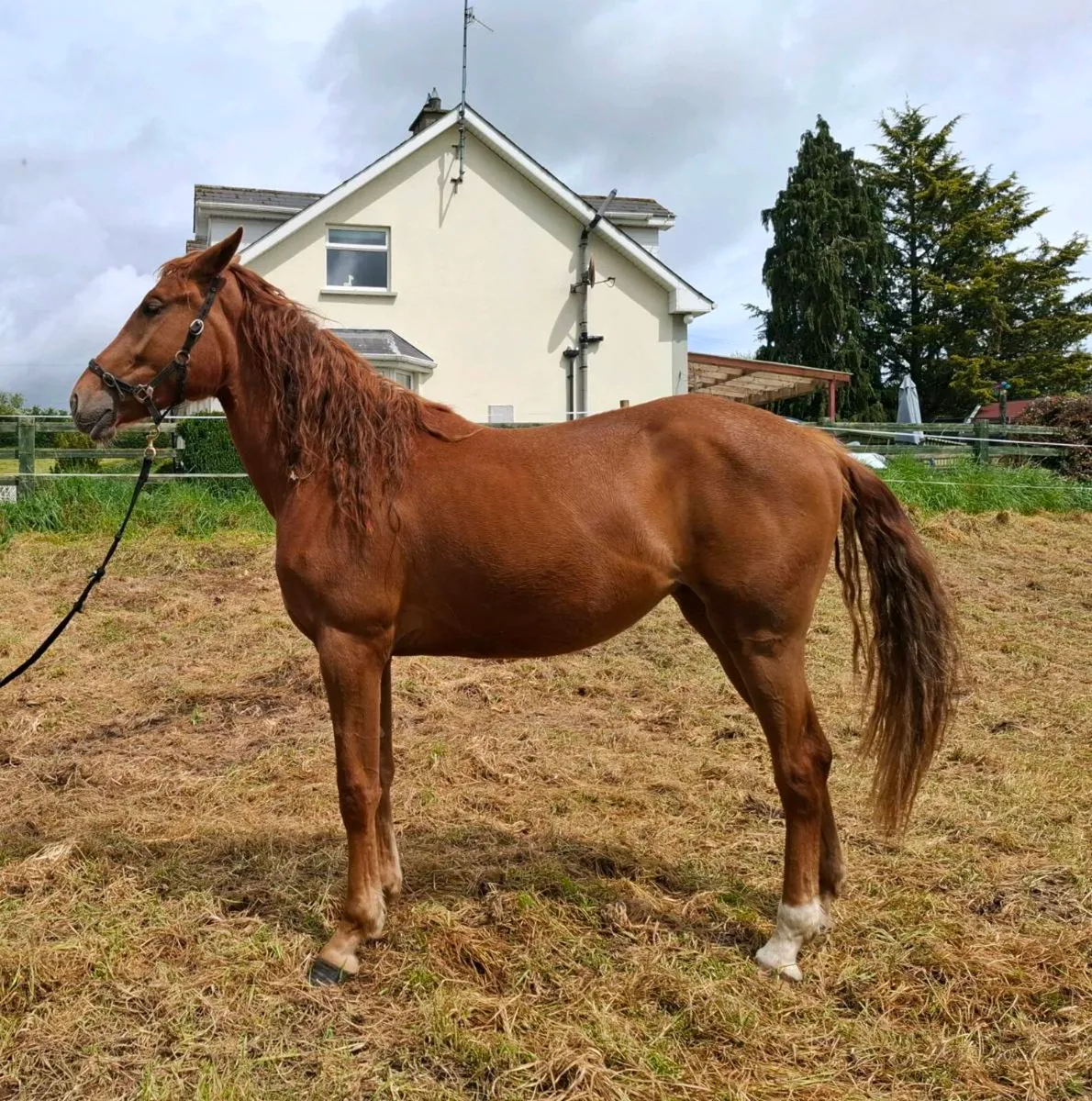 Sports horse - Image 1
