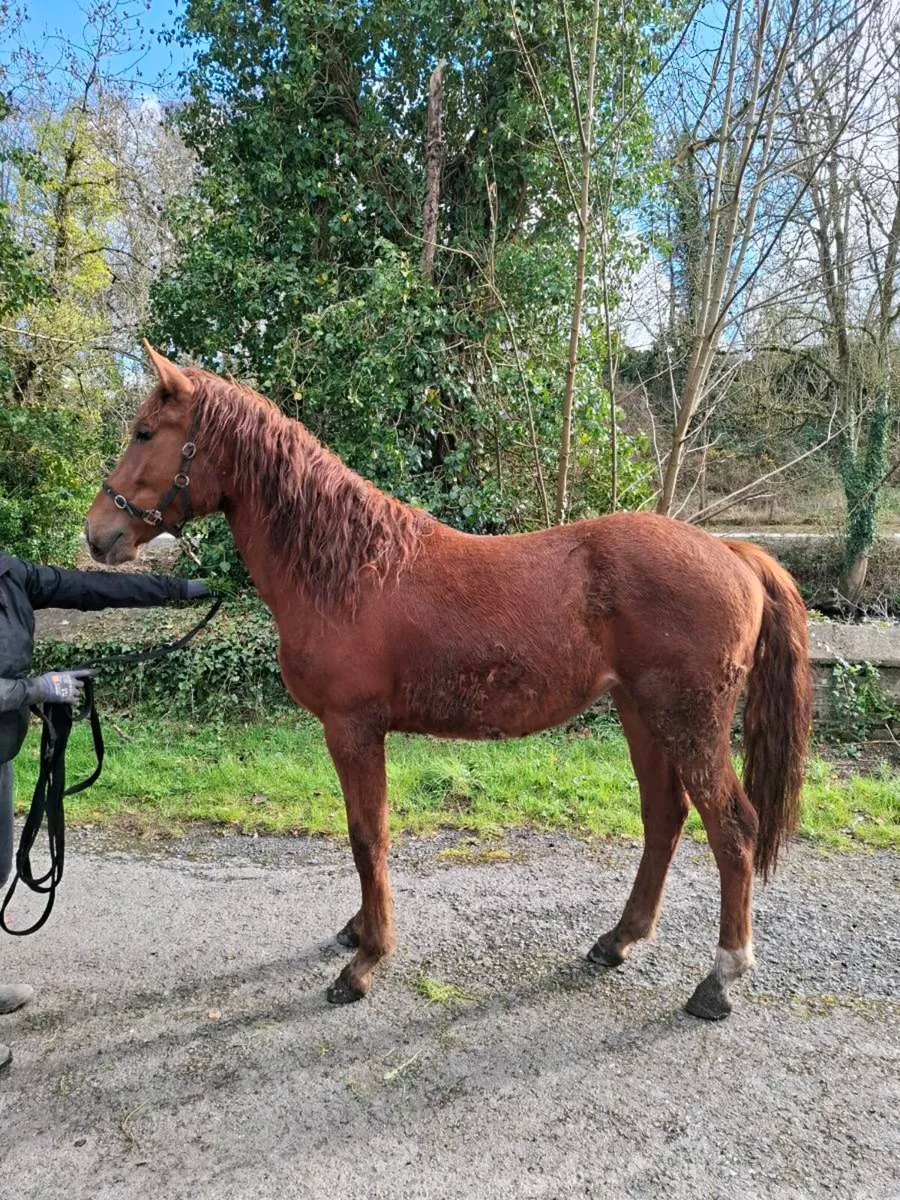 Sports horse - Image 3