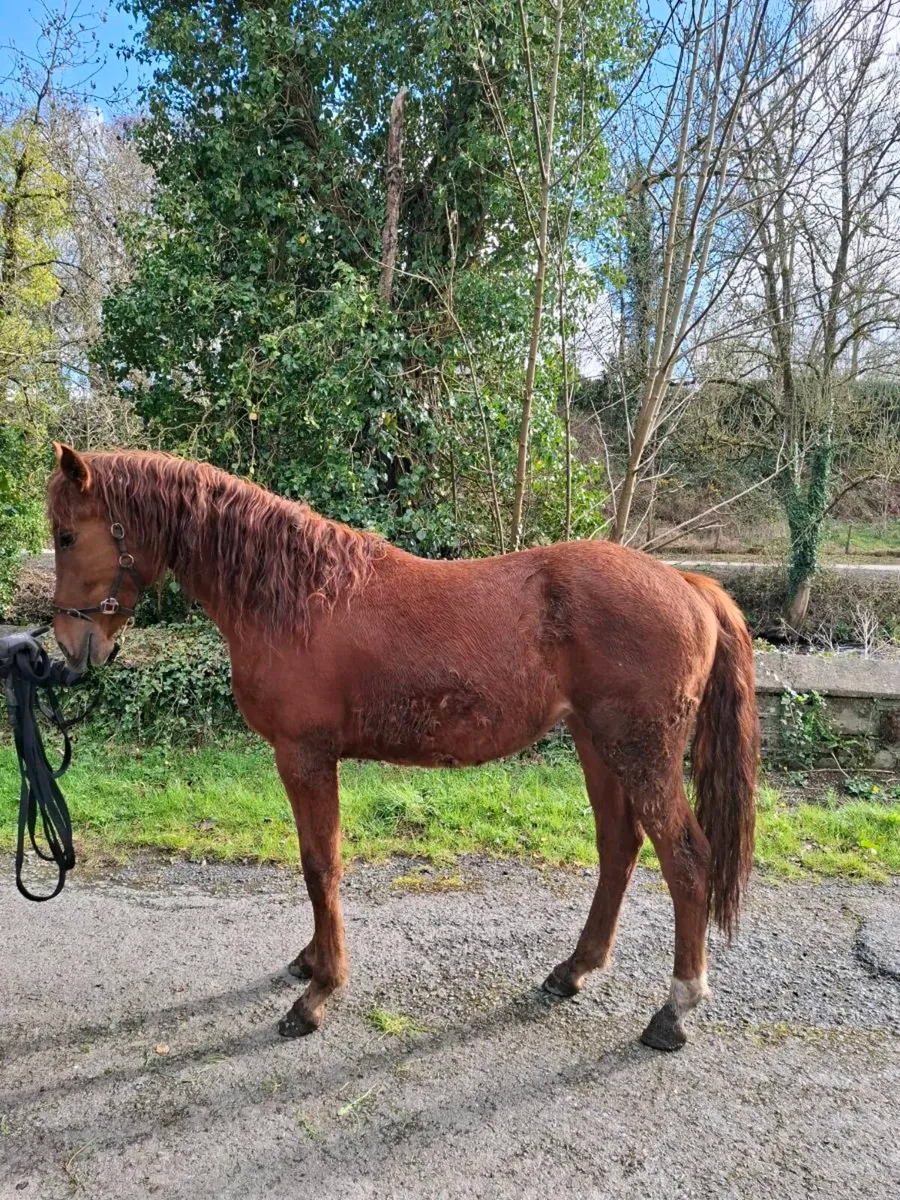 Sports horse - Image 4