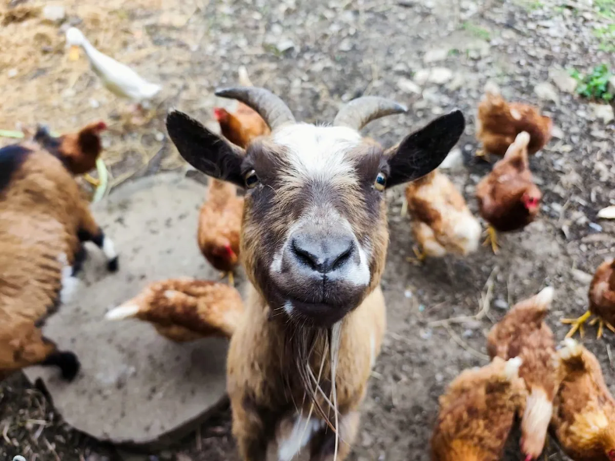 Buck for my goats - Image 1