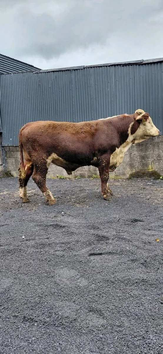 Purebred Hereford bulls - Image 2