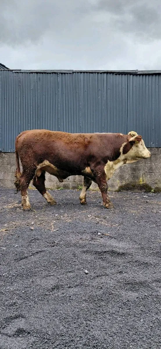 Purebred Hereford bulls - Image 3