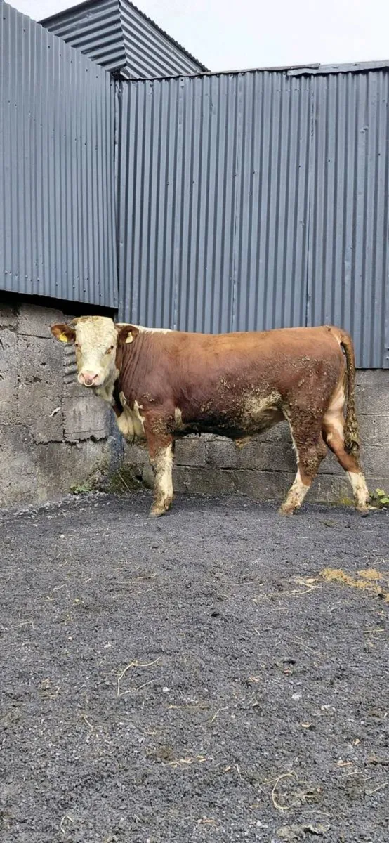 Purebred Hereford bulls - Image 4