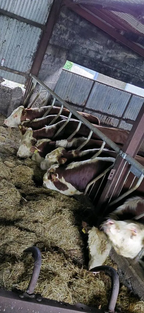 Purebred Hereford bulls - Image 1