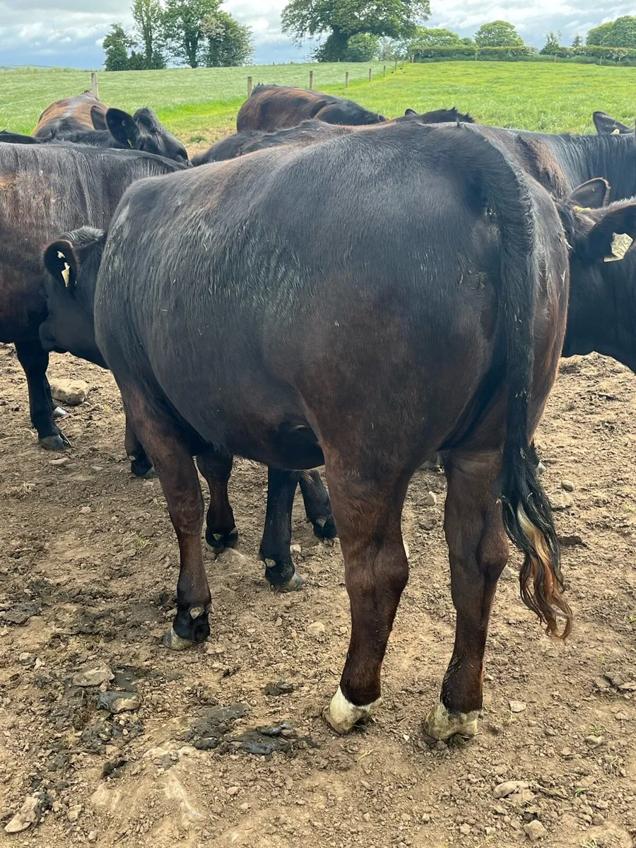 4 & 5 star Lim bulling heifer - Image 1