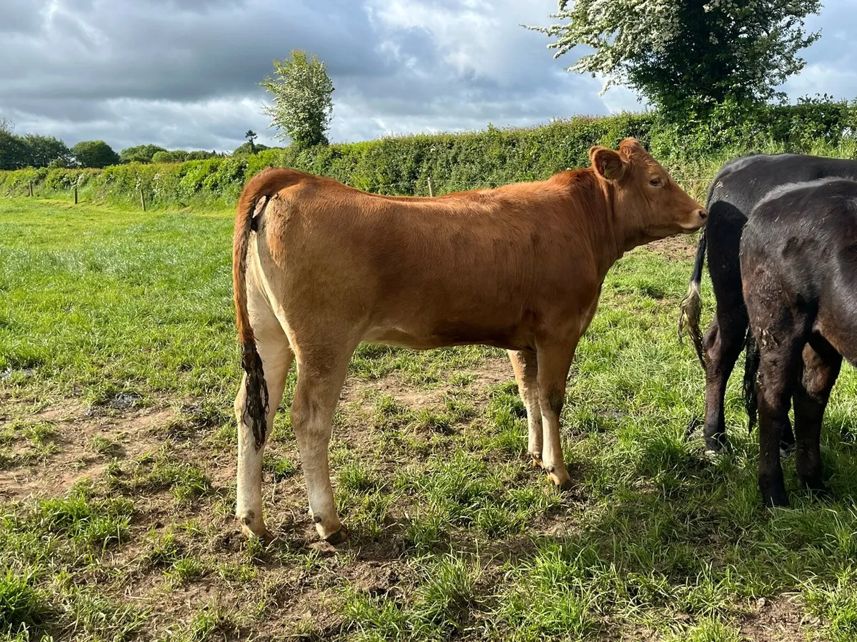 4 & 5 star Lim bulling heifer - Image 4