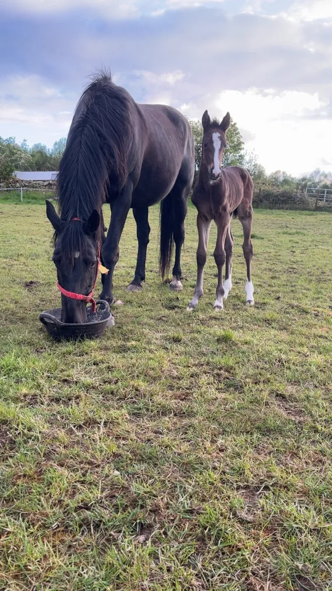 Mare and foal - Image 1