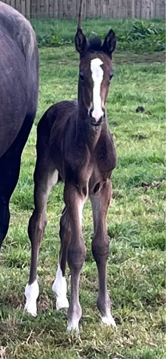 Mare and foal - Image 3