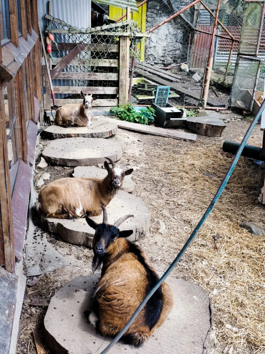 Buck for my goats - Image 2