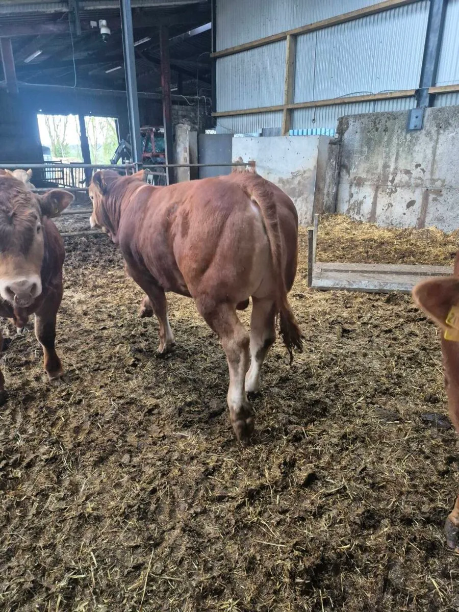 Pbr limousine bulls - Image 1