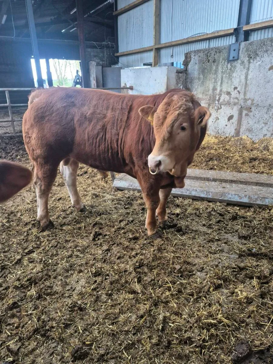 Pbr limousine bulls - Image 2