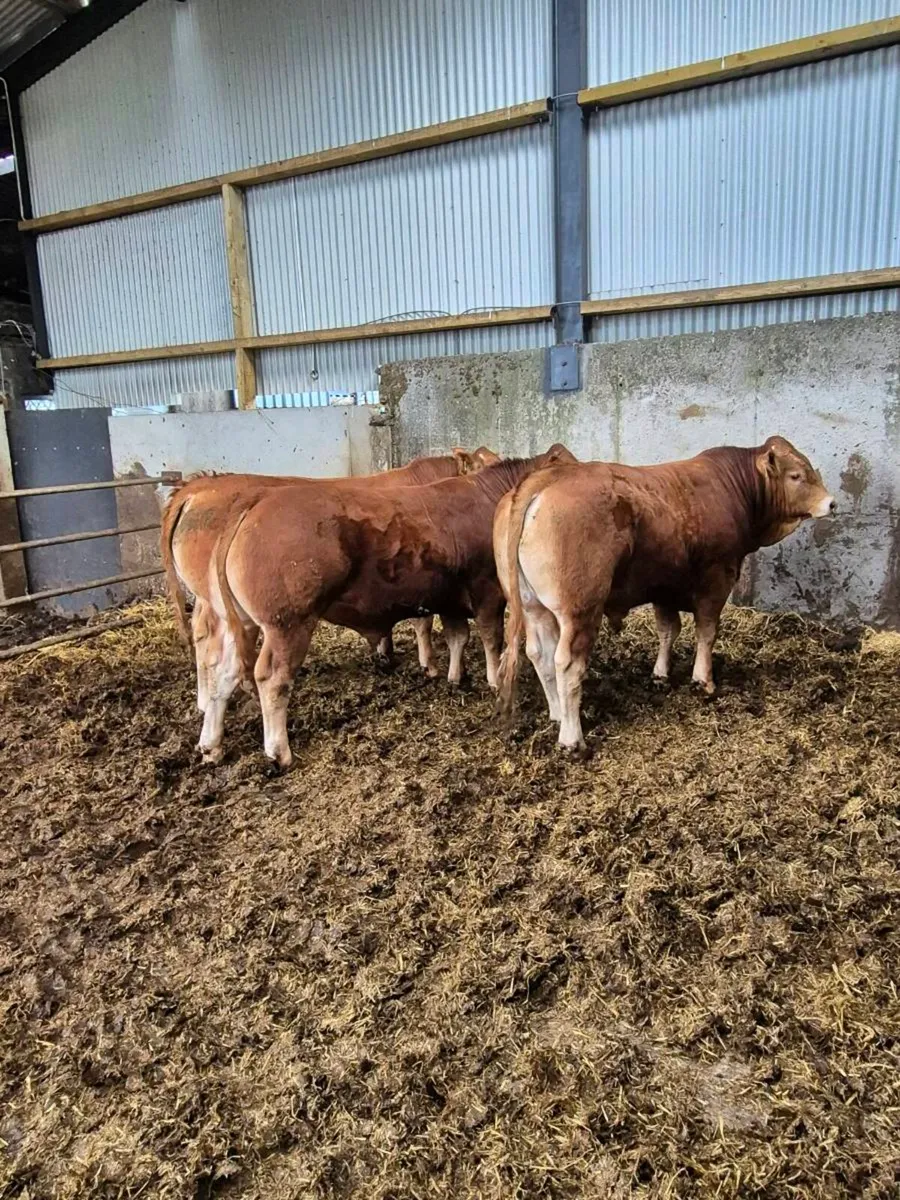 Pbr limousine bulls - Image 3