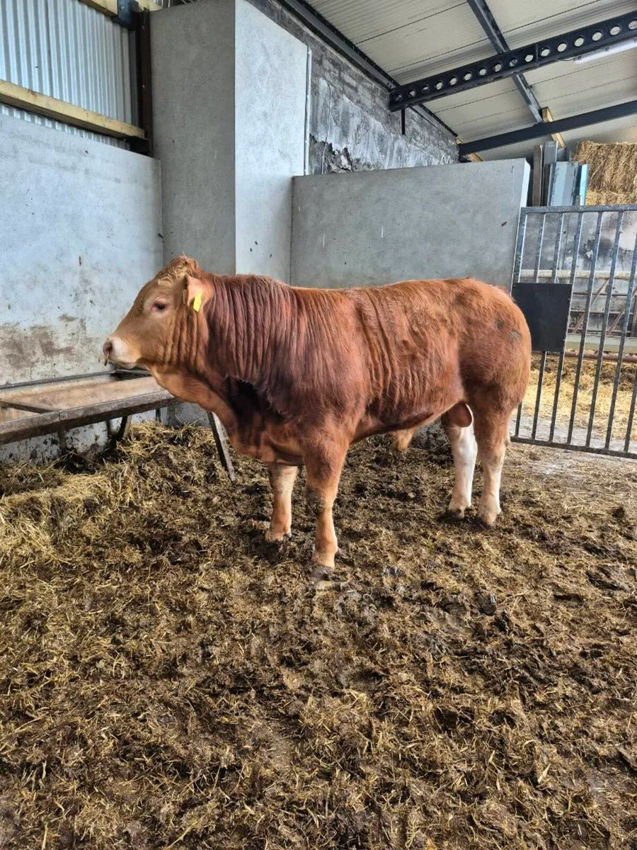 Pbr limousine bulls - Image 4