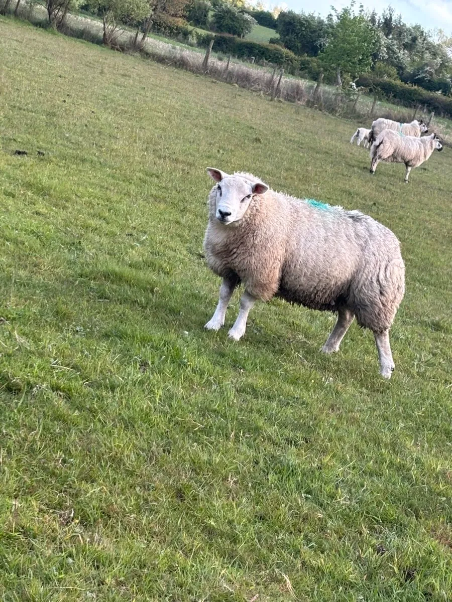 Texel Ram - Image 1