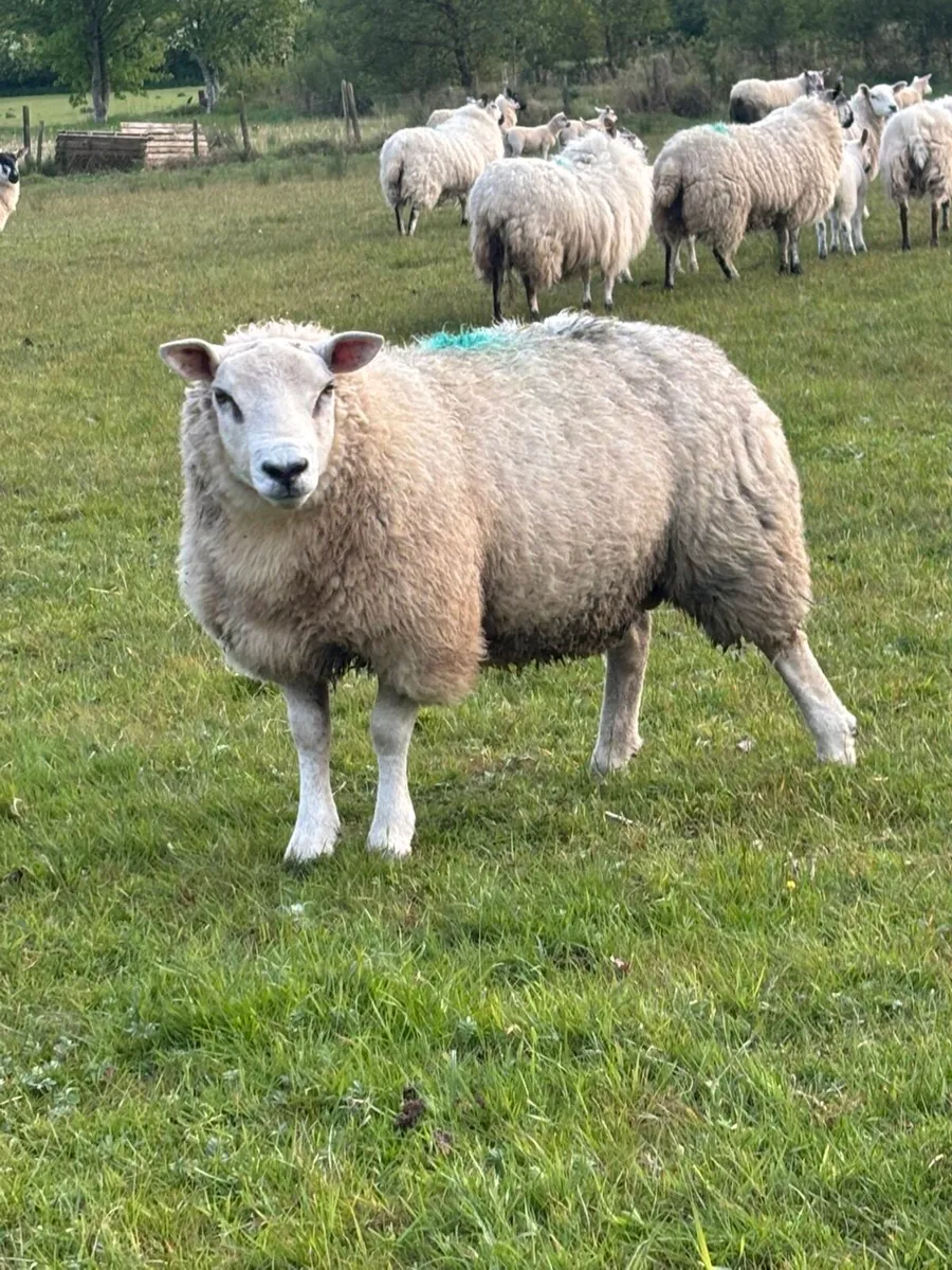 Texel Ram - Image 2