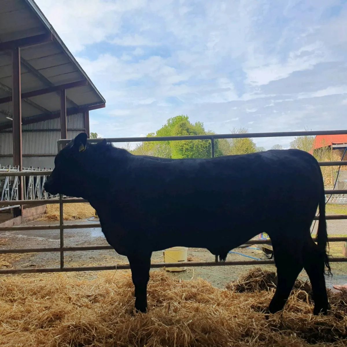 Angus Bulls - Image 3