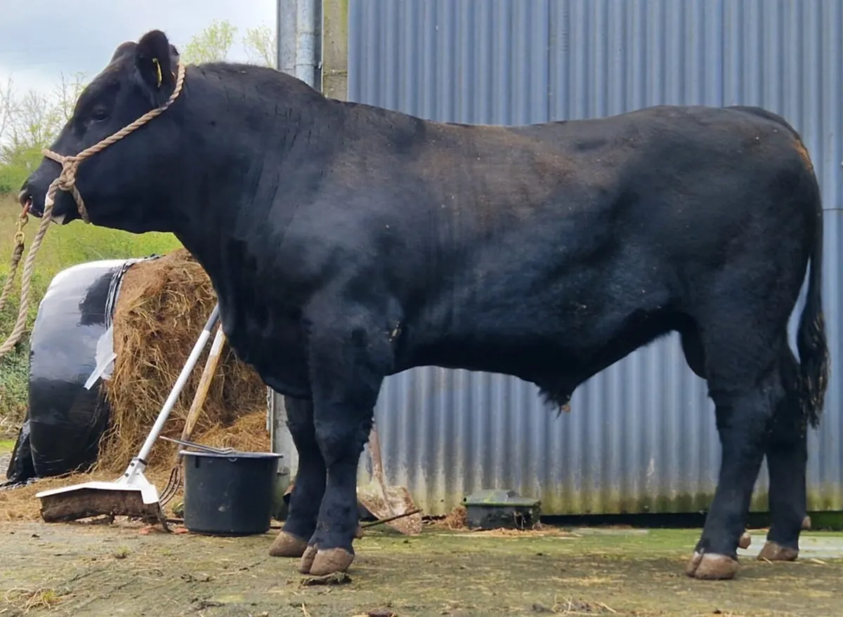 Angus Bulls - Image 1