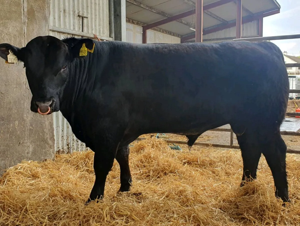 Angus Bulls - Image 4