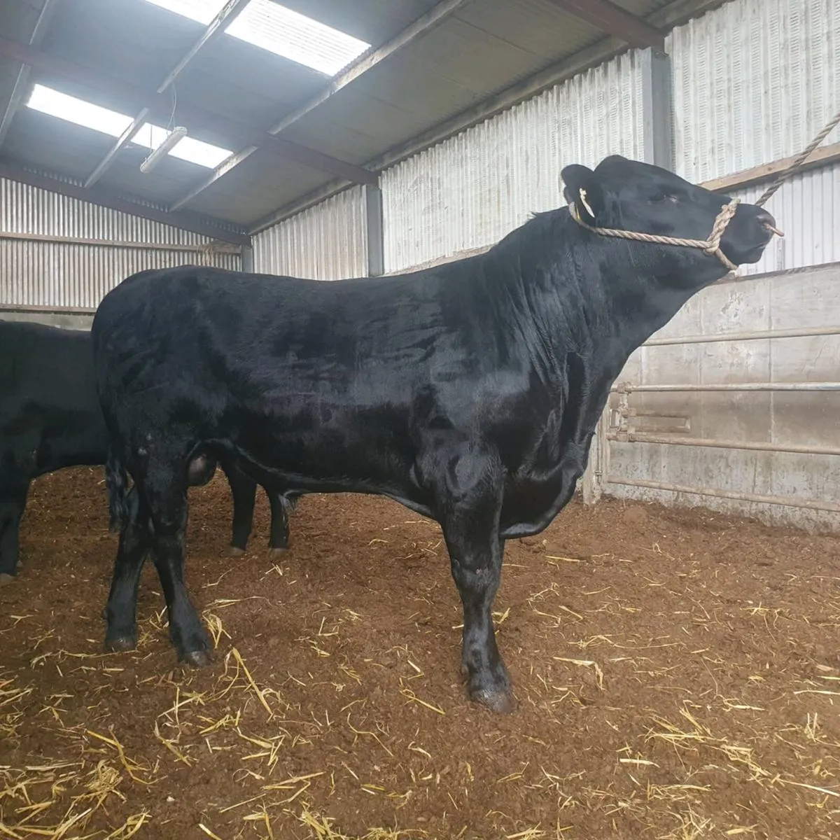 Angus Bulls - Image 2
