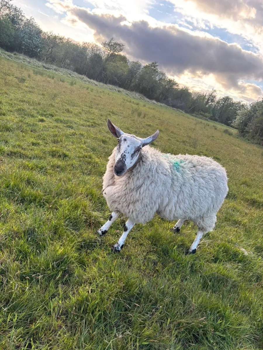 Milford Ram - Image 1