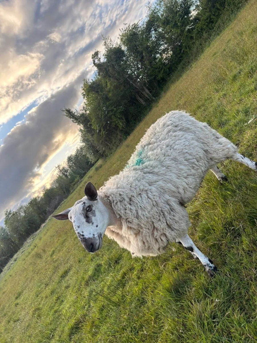 Milford Ram - Image 2
