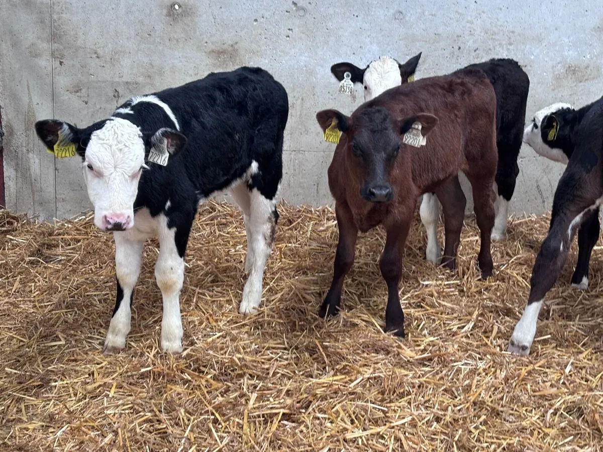 6 reared Hereford & Angus heifer calves for sale - Image 2