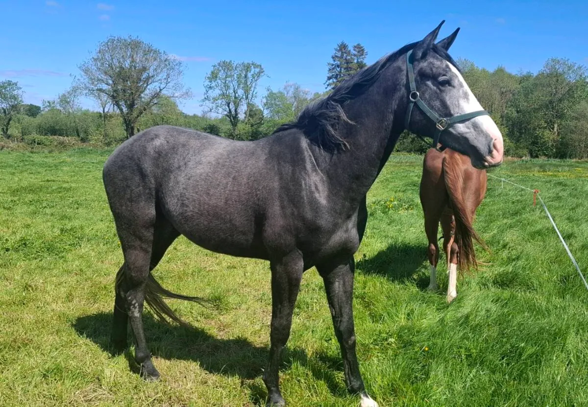 3 Year Old Gelding - Image 1