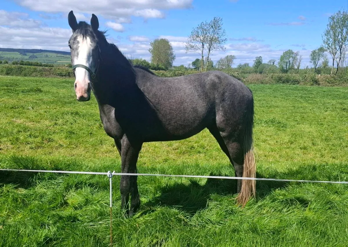 3 Year Old Gelding - Image 2
