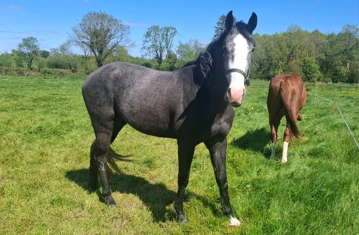 3 Year Old Gelding - Image 3