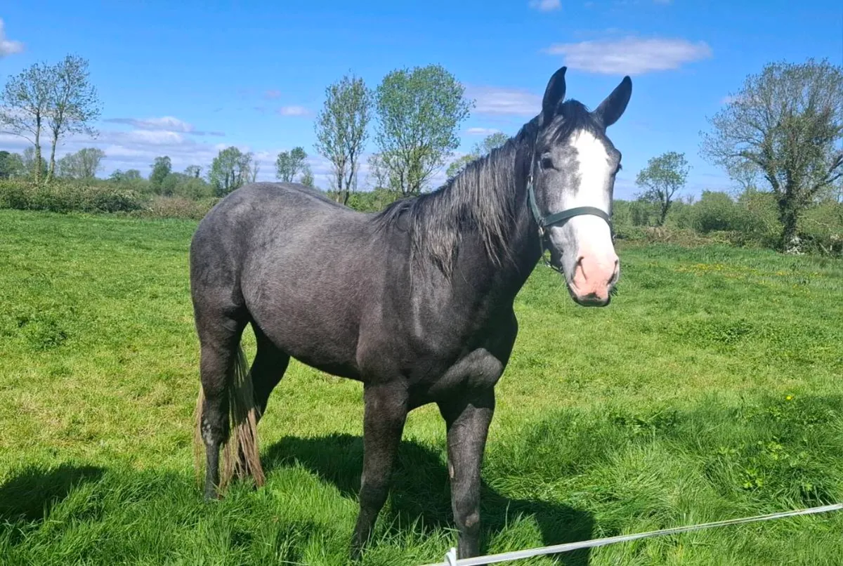 3 Year Old Gelding - Image 4