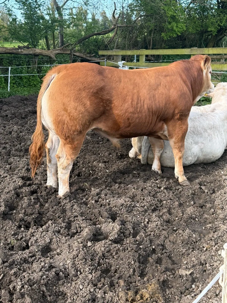Limousin Bull - Image 2