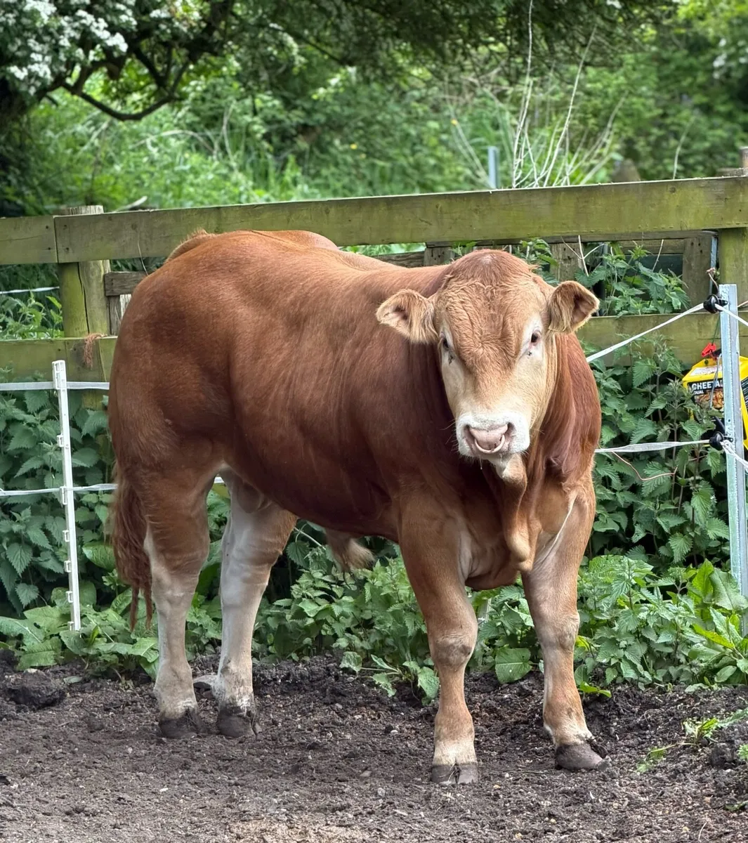 Limousin Bull - Image 1