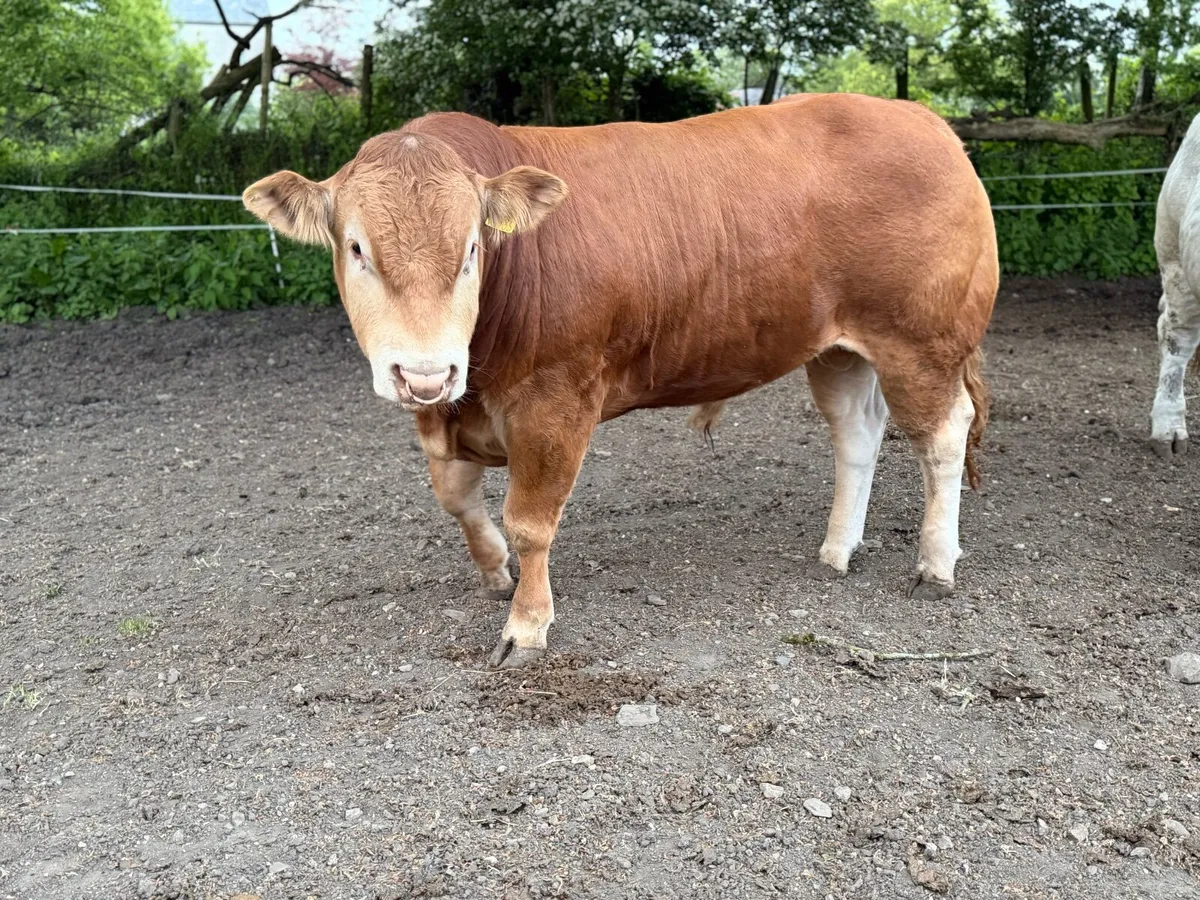 Limousin Bull - Image 4