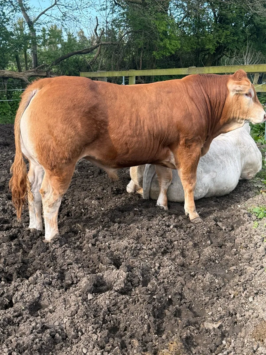 Limousin Bull - Image 3