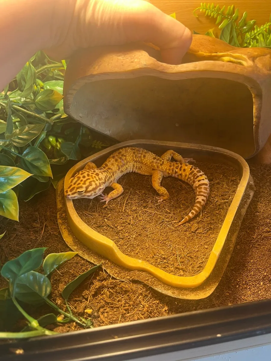 Gecko - leopard - Image 1